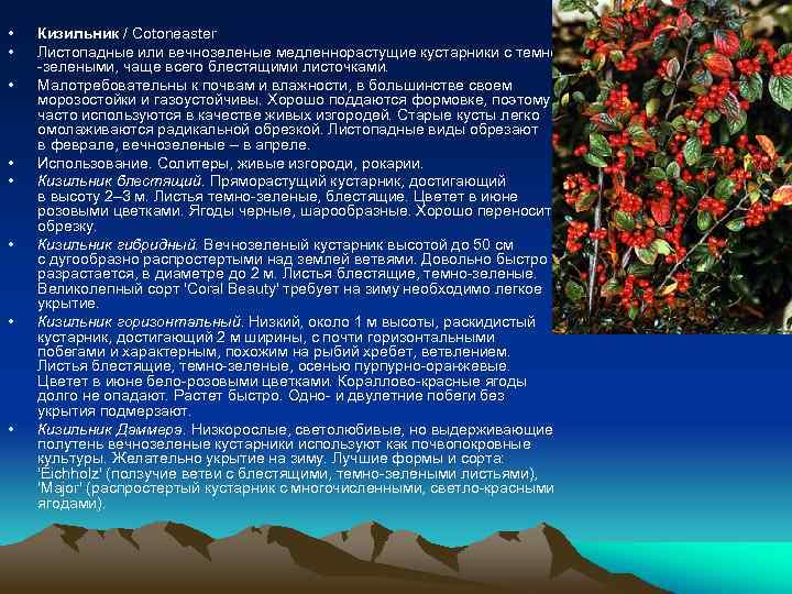  • • Кизильник / Cotoneaster Листопадные или вечнозеленые медленнорастущие кустарники с темно -зелеными,