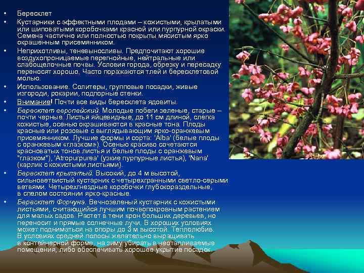  • • Бересклет Кустарники с эффектными плодами – кожистыми, крылатыми или шиповатыми коробочками