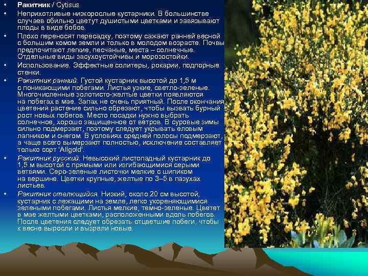  • • Ракитник / Cytisus Неприхотливые низкорослые кустарники. В большинстве случаев обильно цветут