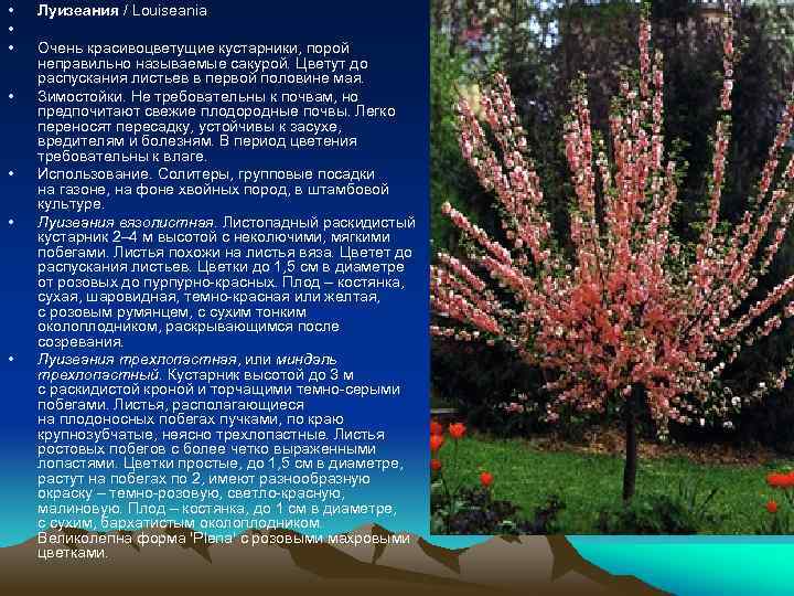  • • Луизеания / Louiseania Очень красивоцветущие кустарники, порой неправильно называемые сакурой. Цветут
