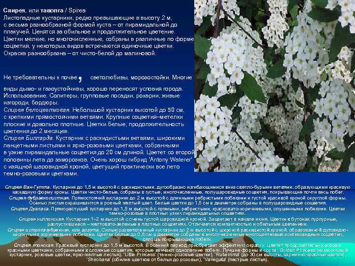 Спирея, или таволга / Spirea Листопадные кустарники, редко превышающие в высоту 2 м, с