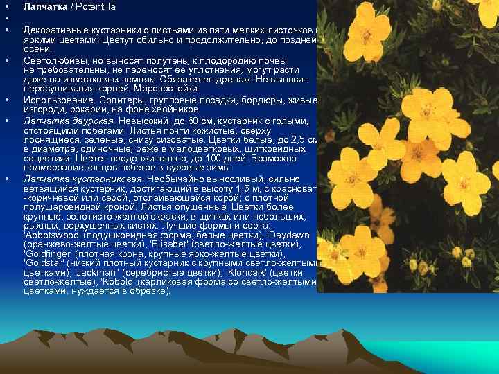  • • Лапчатка / Potentilla Декоративные кустарники с листьями из пяти мелких листочков