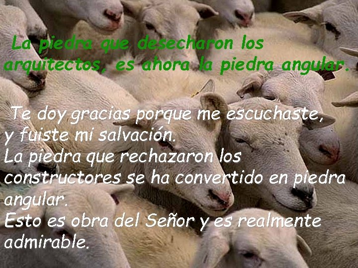 La piedra que desecharon los arquitectos, es ahora la piedra angular. Te doy gracias