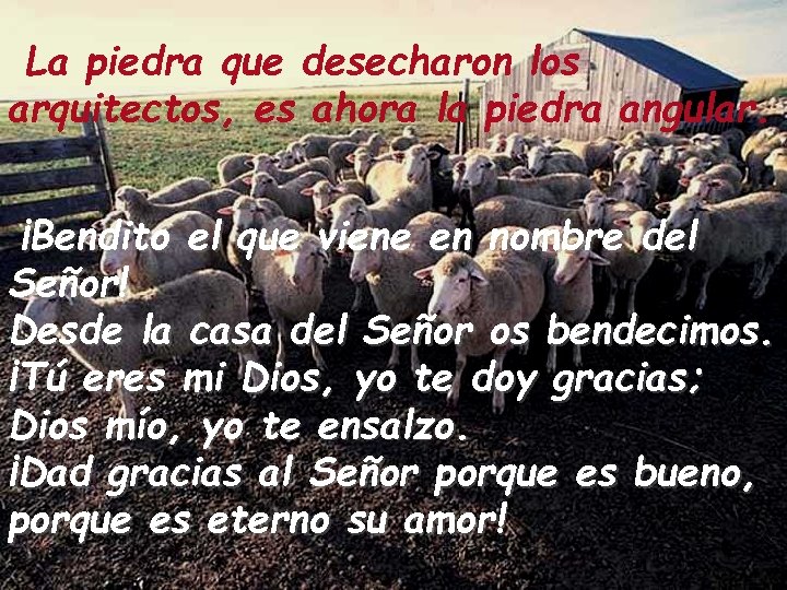 La piedra que desecharon los arquitectos, es ahora la piedra angular. ¡Bendito el que