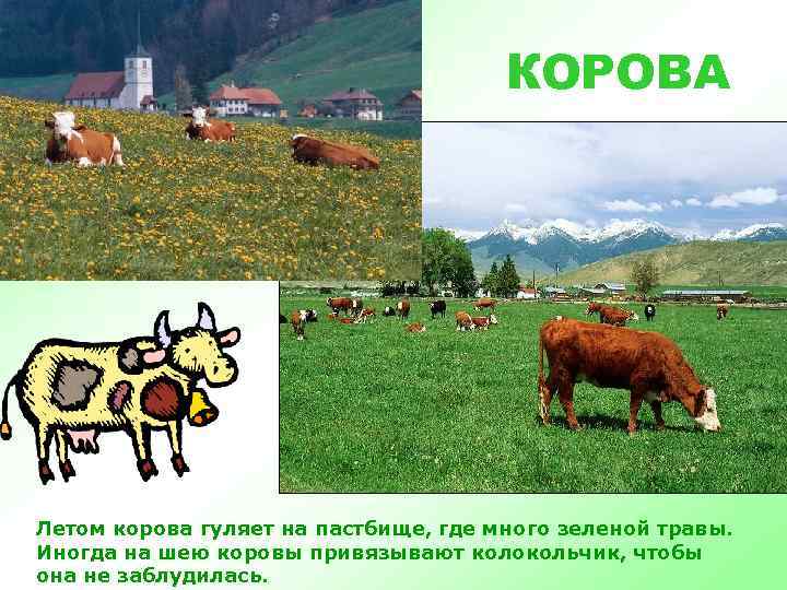 КОРОВА Летом корова гуляет на пастбище, где много зеленой травы. Иногда на шею коровы