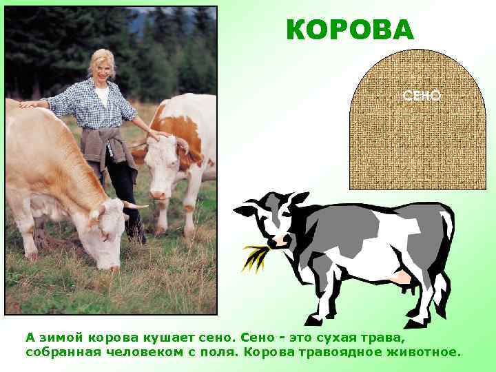 КОРОВА СЕНО А зимой корова кушает сено. Сено - это сухая трава, собранная человеком