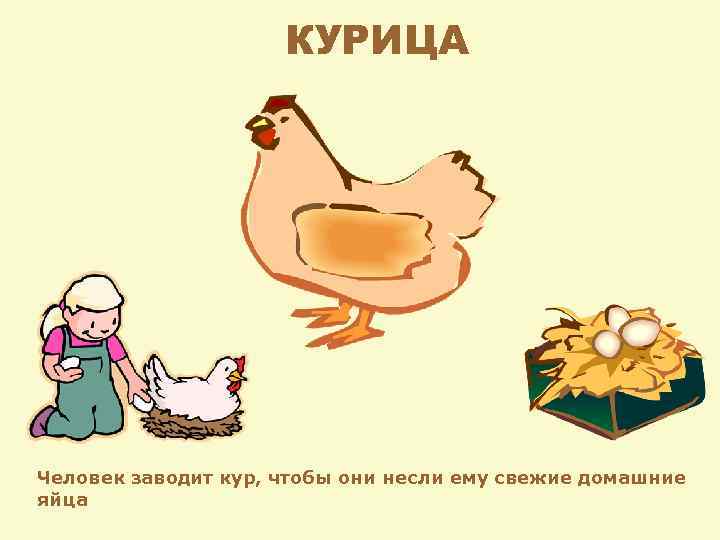 КУРИЦА Человек заводит кур, чтобы они несли ему свежие домашние яйца 