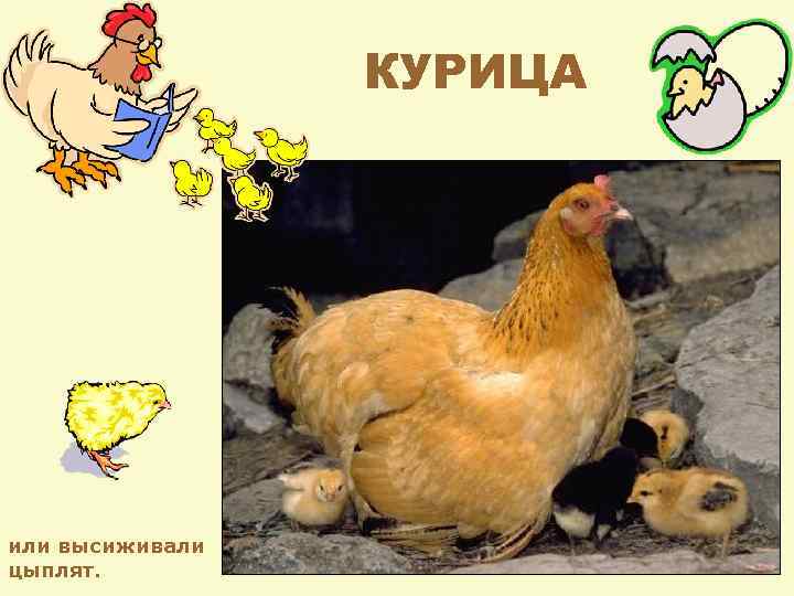 КУРИЦА или высиживали цыплят. 