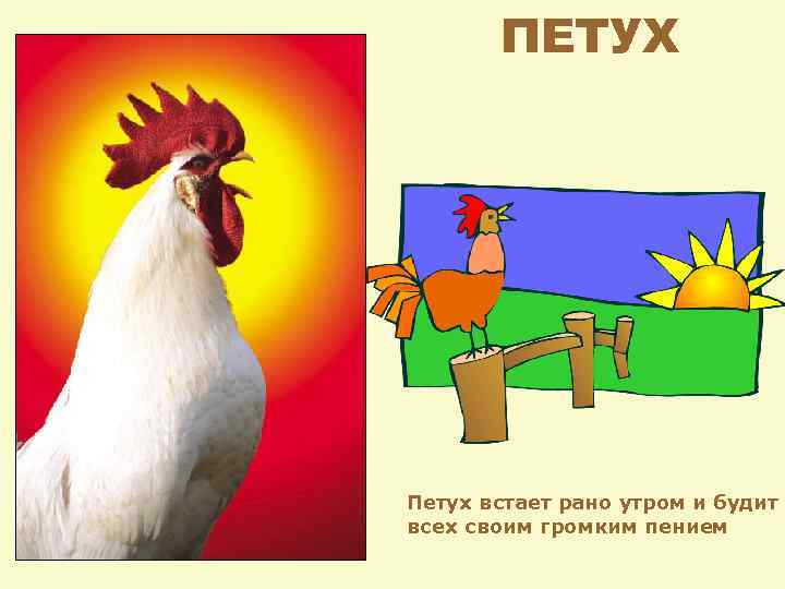 ПЕТУХ Петух встает рано утром и будит всех своим громким пением 