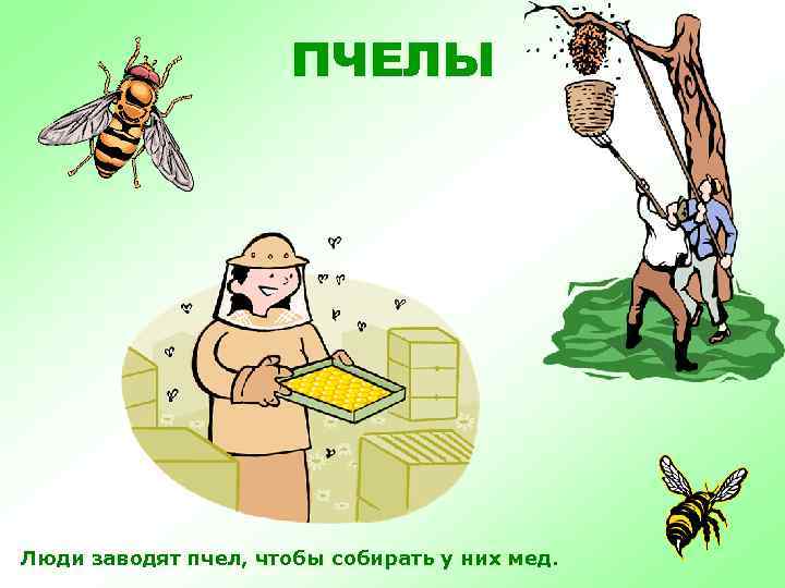 ПЧЕЛЫ Люди заводят пчел, чтобы собирать у них мед. 