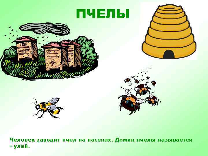 ПЧЕЛЫ Человек заводит пчел на пасеках. Домик пчелы называется - улей. 