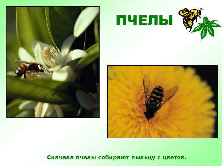 ПЧЕЛЫ Сначала пчелы собирают пыльцу с цветов. 