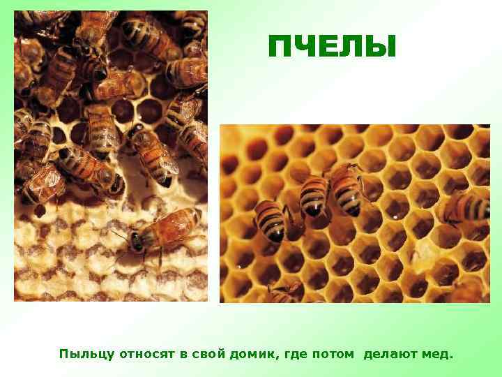 ПЧЕЛЫ Пыльцу относят в свой домик, где потом делают мед. 