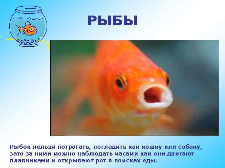 РЫБЫ Рыбок нельзя потрогать, погладить как кошку или собаку, зато за ними можно наблюдать