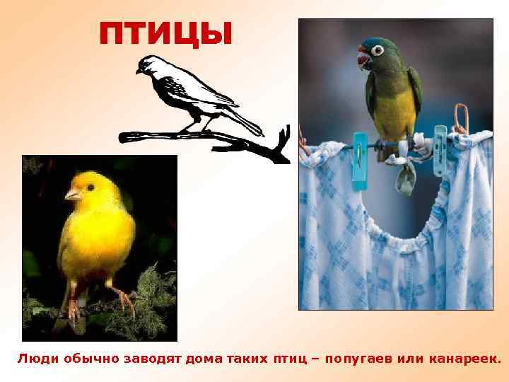 ПТИЦЫ Люди обычно заводят дома таких птиц – попугаев или канареек. 