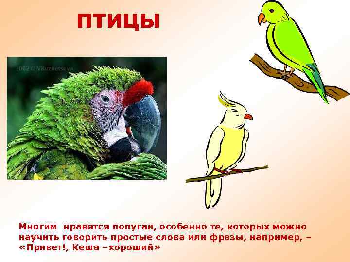 ПТИЦЫ Многим нравятся попугаи, особенно те, которых можно научить говорить простые слова или фразы,