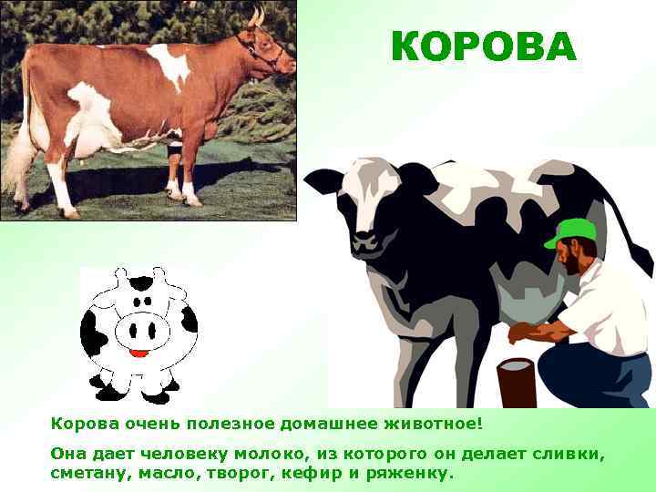 КОРОВА Корова очень полезное домашнее животное! Она дает человеку молоко, из которого он делает