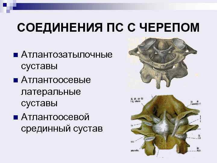 СОЕДИНЕНИЯ ПС С ЧЕРЕПОМ Атлантозатылочные суставы n Атлантоосевые латеральные суставы n Атлантоосевой срединный сустав