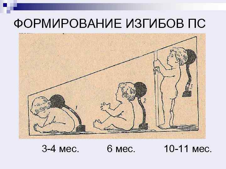 ФОРМИРОВАНИЕ ИЗГИБОВ ПС 3 -4 мес. 6 мес. 10 -11 мес. 