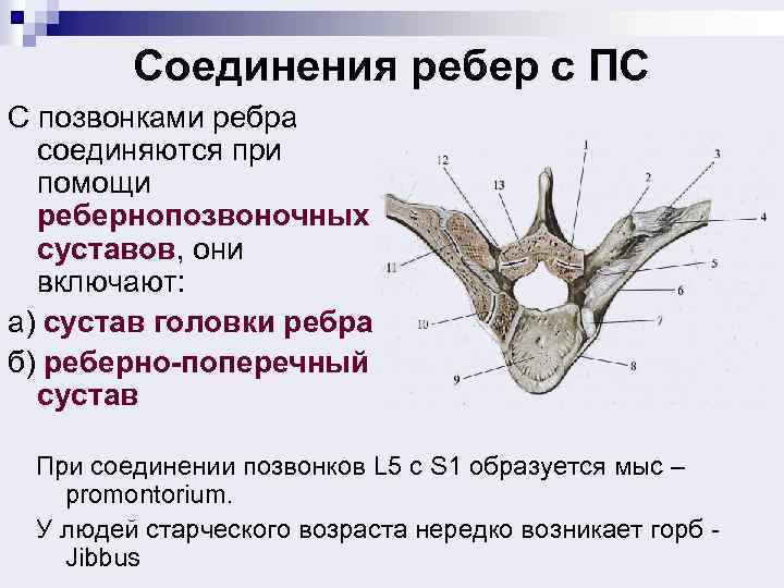 Соединения ребер с ПС С позвонками ребра соединяются при помощи ребернопозвоночных суставов, они включают: