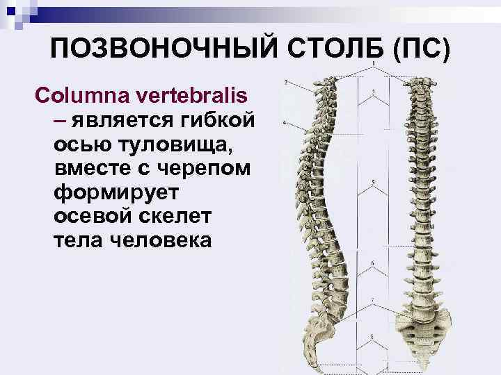 ПОЗВОНОЧНЫЙ СТОЛБ (ПС) Columna vertebralis – является гибкой осью туловища, вместе с черепом формирует