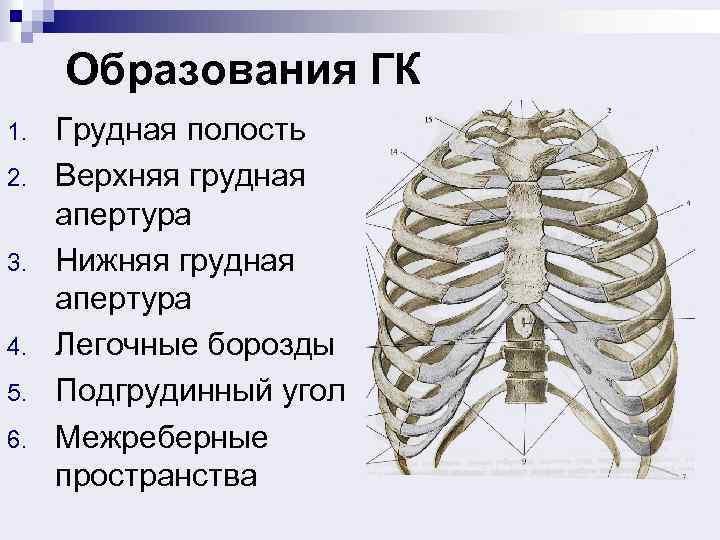 Образования ГК 1. 2. 3. 4. 5. 6. Грудная полость Верхняя грудная апертура Нижняя