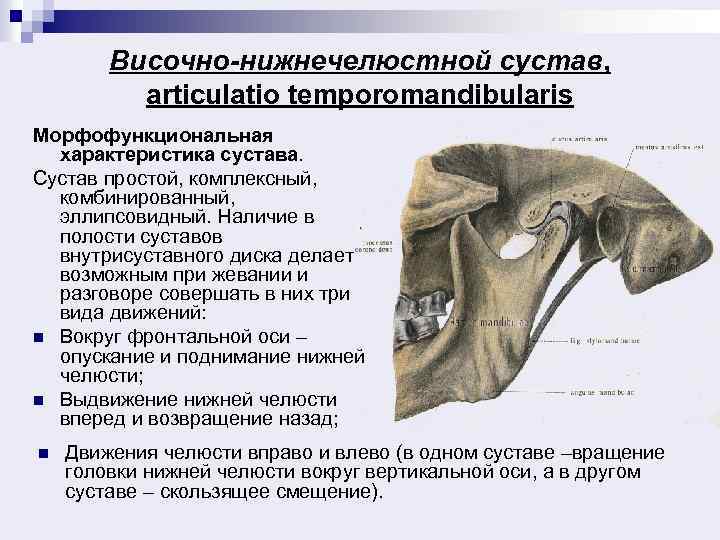 Височно-нижнечелюстной сустав, articulatio temporomandibularis Морфофункциональная характеристика сустава. Сустав простой, комплексный, комбинированный, эллипсовидный. Наличие в