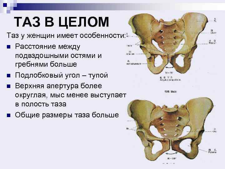 ТАЗ В ЦЕЛОМ Таз у женщин имеет особенности: n Расстояние между подвздошными остями и