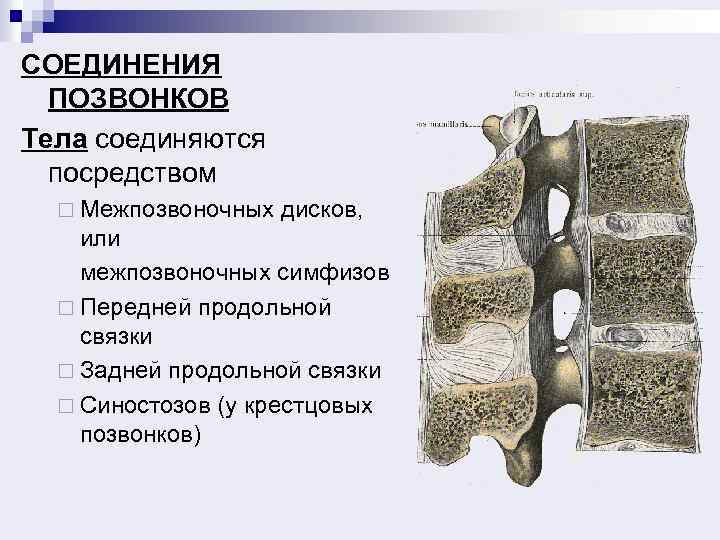 СОЕДИНЕНИЯ ПОЗВОНКОВ Тела соединяются посредством ¨ Межпозвоночных дисков, или межпозвоночных симфизов ¨ Передней продольной