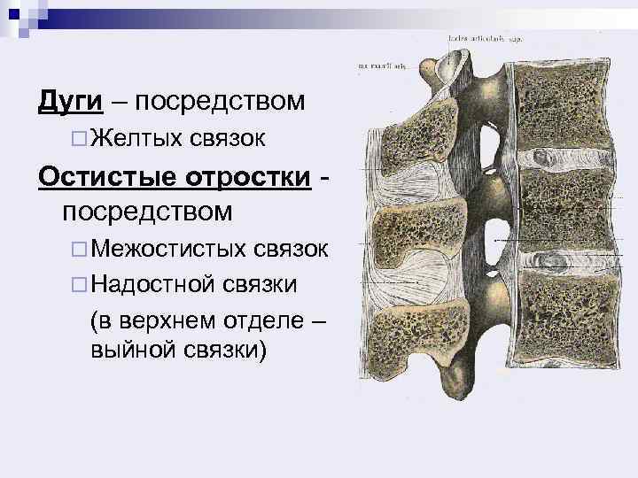 Дуги – посредством ¨ Желтых связок Остистые отростки посредством ¨ Межостистых связок ¨ Надостной