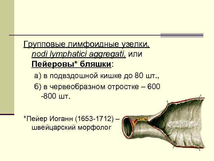 Групповые лимфоидные узелки, nodi lymphatici aggregati, или Пейеровы* бляшки: а) в подвздошной кишке до