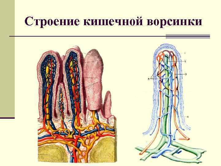 Строение кишечной ворсинки 