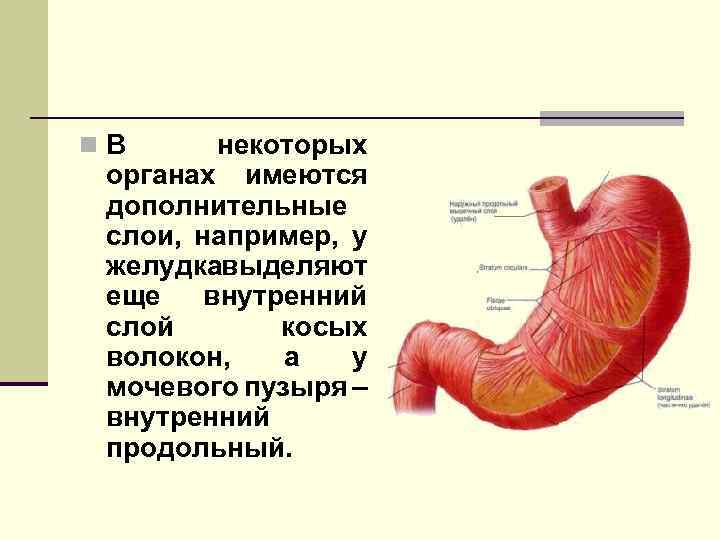 n. В некоторых органах имеются дополнительные слои, например, у желудкавыделяют еще внутренний слой косых