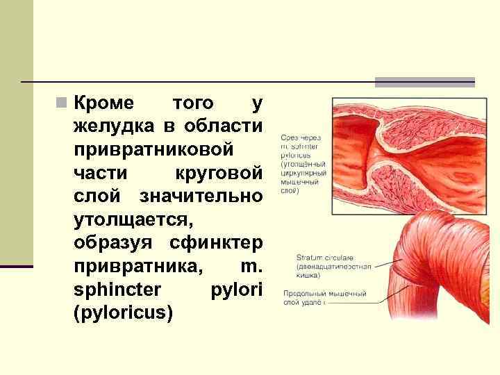 n Кроме того у желудка в области привратниковой части круговой слой значительно утолщается, образуя