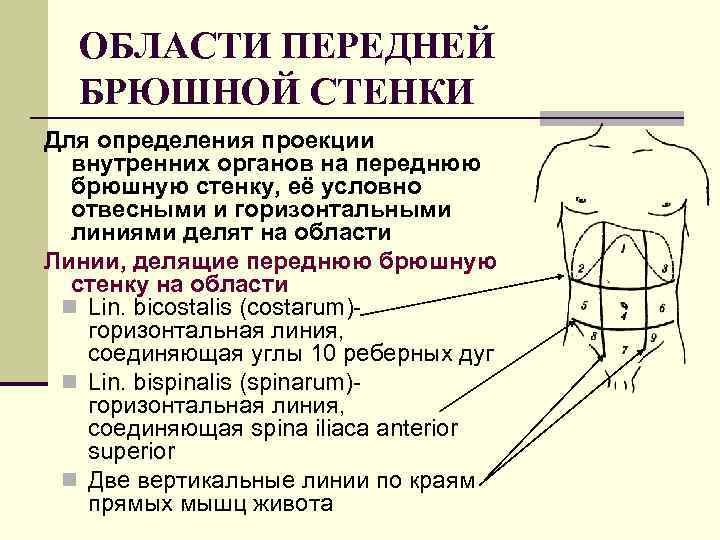 ОБЛАСТИ ПЕРЕДНЕЙ БРЮШНОЙ СТЕНКИ Для определения проекции внутренних органов на переднюю брюшную стенку, её