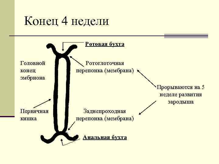 Конец 4 недели Ротовая бухта Головной конец эмбриона Ротоглоточная перепонка (мембрана) Прорываются на 5