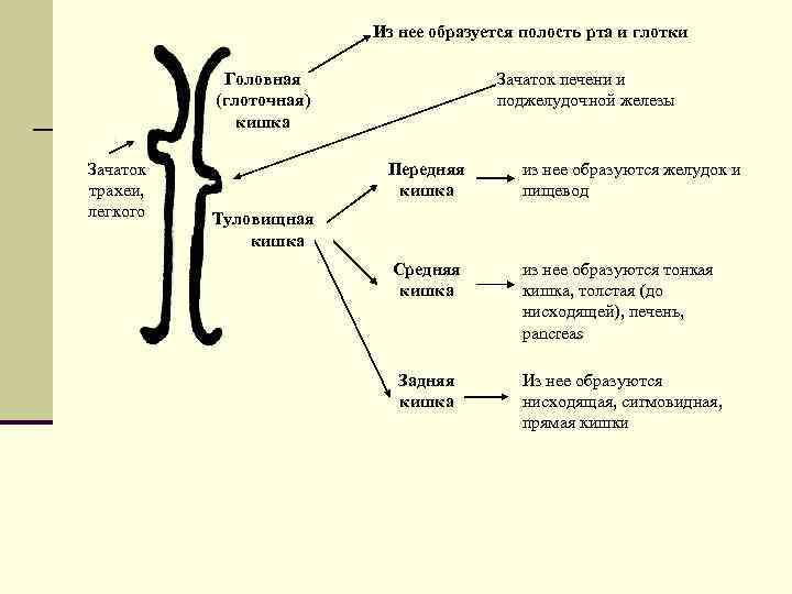 Из нее образуется полость рта и глотки Головная (глоточная) кишка Зачаток трахеи, легкого Зачаток