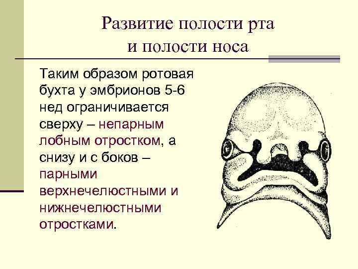 Развитие полости рта и полости носа Таким образом ротовая бухта у эмбрионов 5 -6