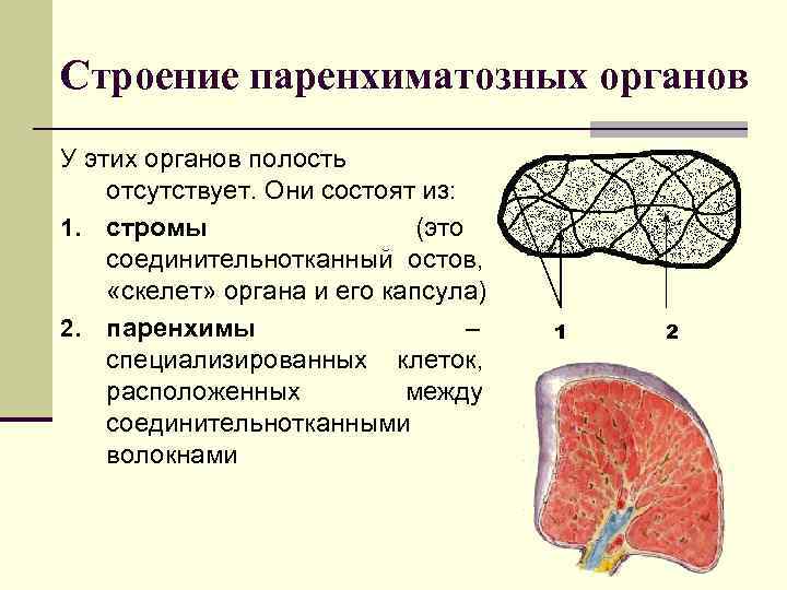 Строение паренхиматозных органов У этих органов полость отсутствует. Они состоят из: 1. стромы (это