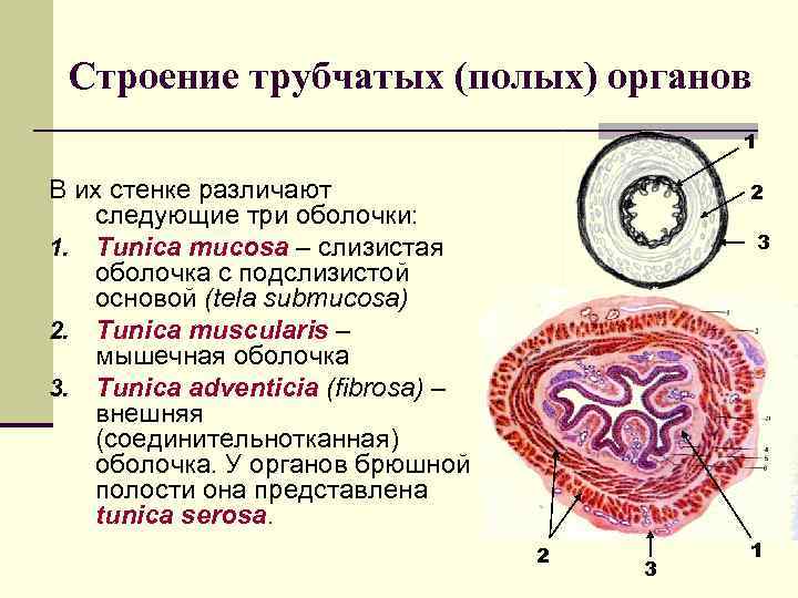 Строение трубчатых (полых) органов 1 В их стенке различают следующие три оболочки: 1. Tunica