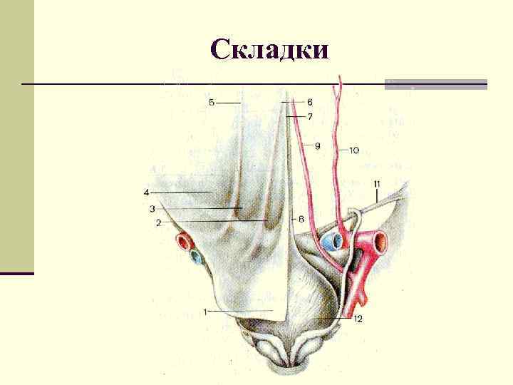 Складки 