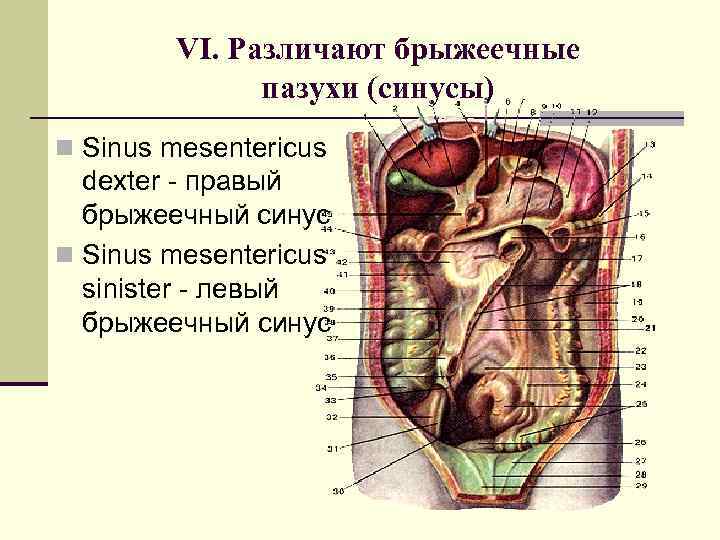 VI. Различают брыжеечные пазухи (синусы) n Sinus mesentericus dexter - правый брыжеечный синус n