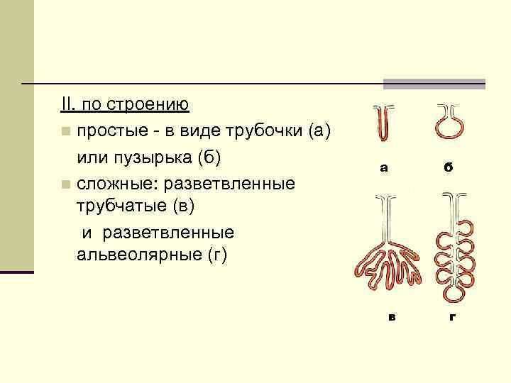 II. по строению n простые - в виде трубочки (а) или пузырька (б) n