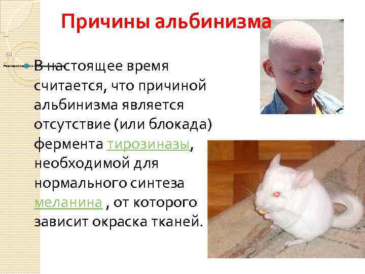  Причины альбинизма В настоящее время Различают полный и частичный альбинизм. считается, что причиной