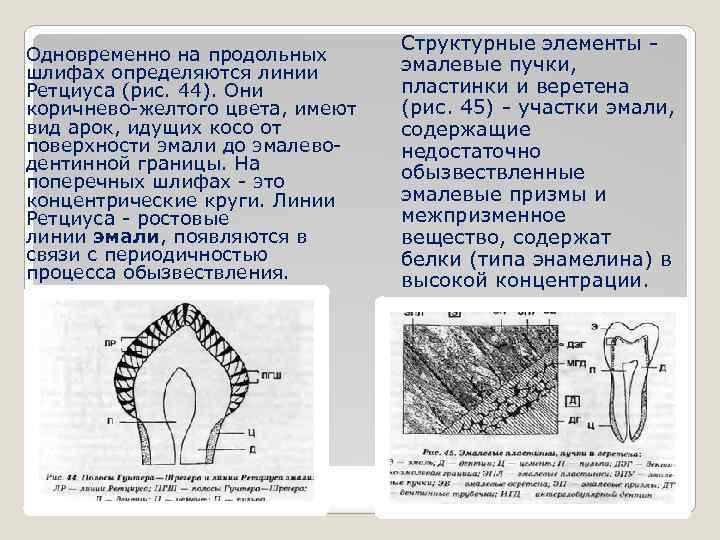 Одновременно на продольных шлифах определяются линии Ретциуса (рис. 44). Они коричнево-желтого цвета, имеют вид