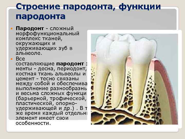 Строение пародонта, функции пародонта Пародонт - сложный морфофункциональный комплекс тканей, окружающих и удерживающих зуб