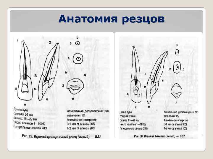 Анатомия резцов 