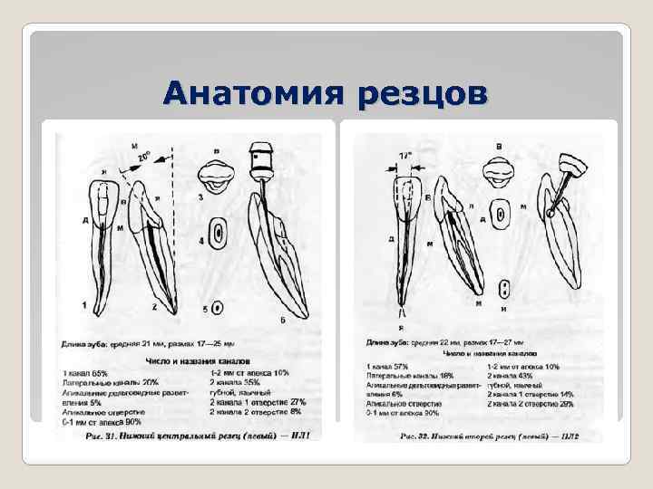 Анатомия резцов 