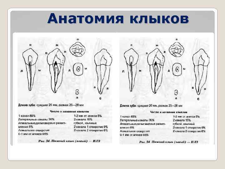 Анатомия клыков 