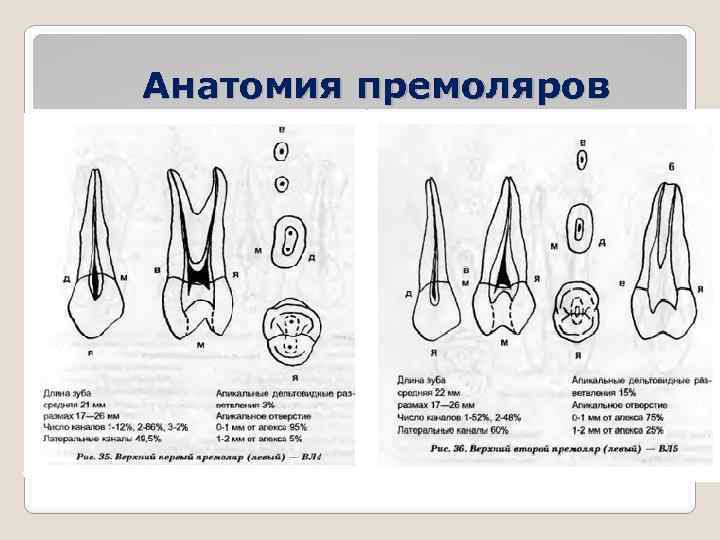 Анатомия премоляров 